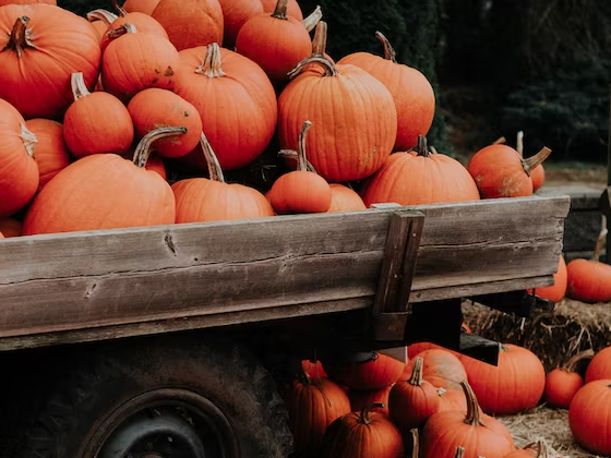 herbst-angebote-budgey